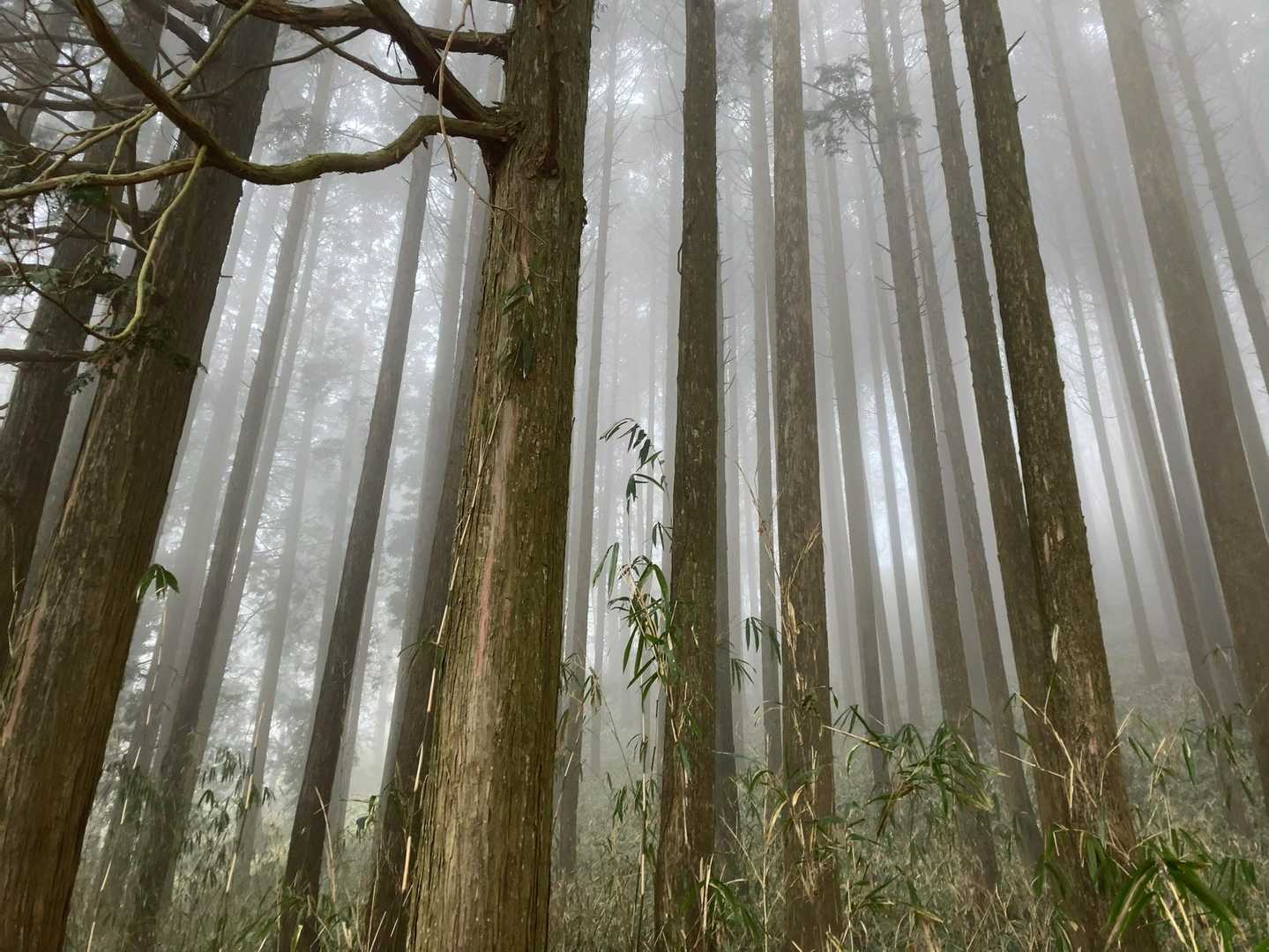 御斉峠-高旗山 往復コースの写真