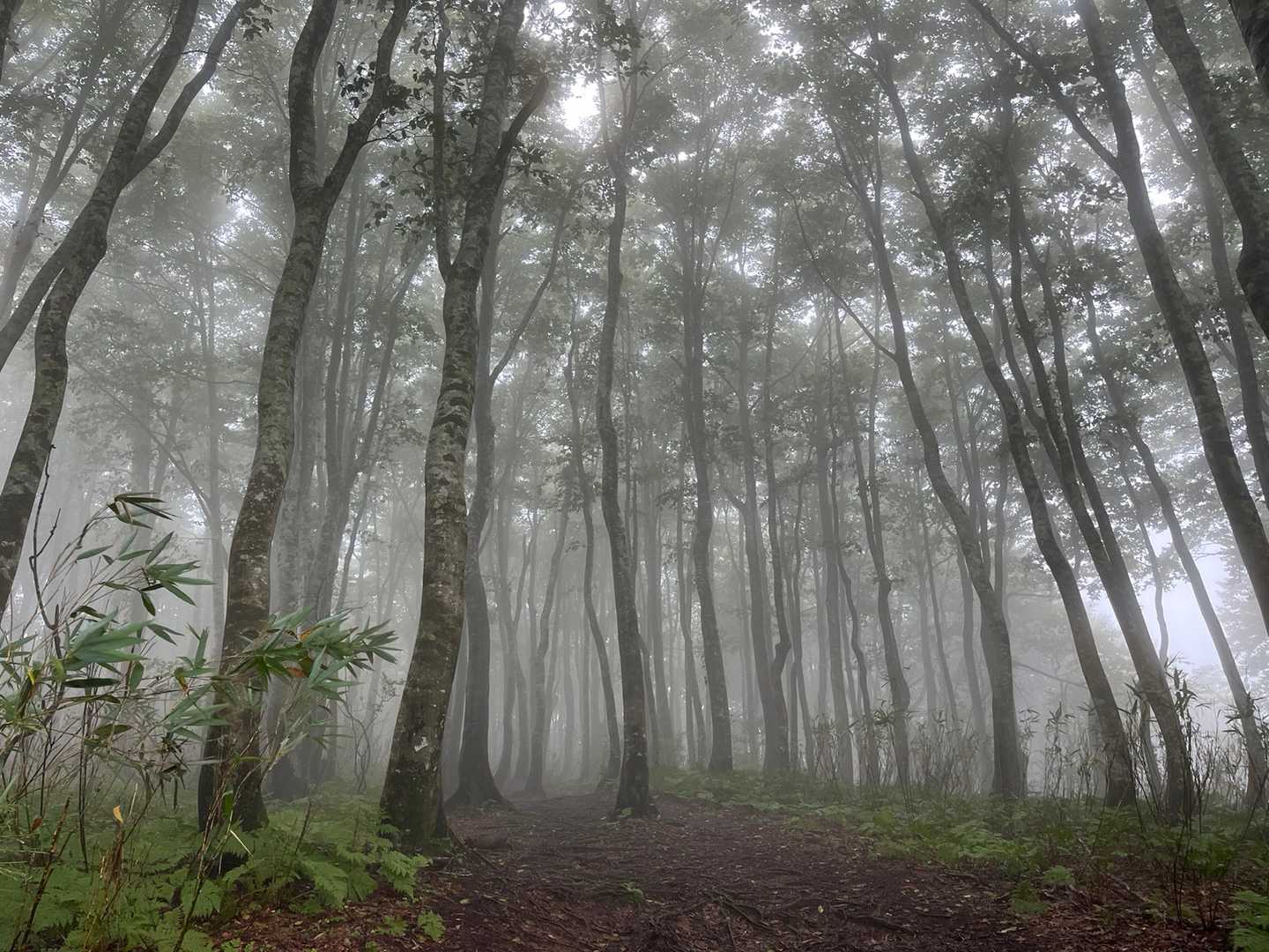 ガスったブナ林が幻想的です