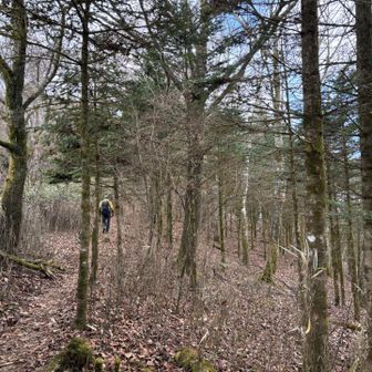 針葉樹林の中を歩きます。