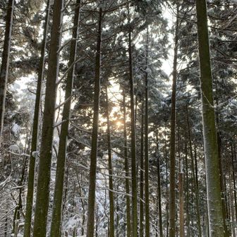 日が出るとなんか安心する。