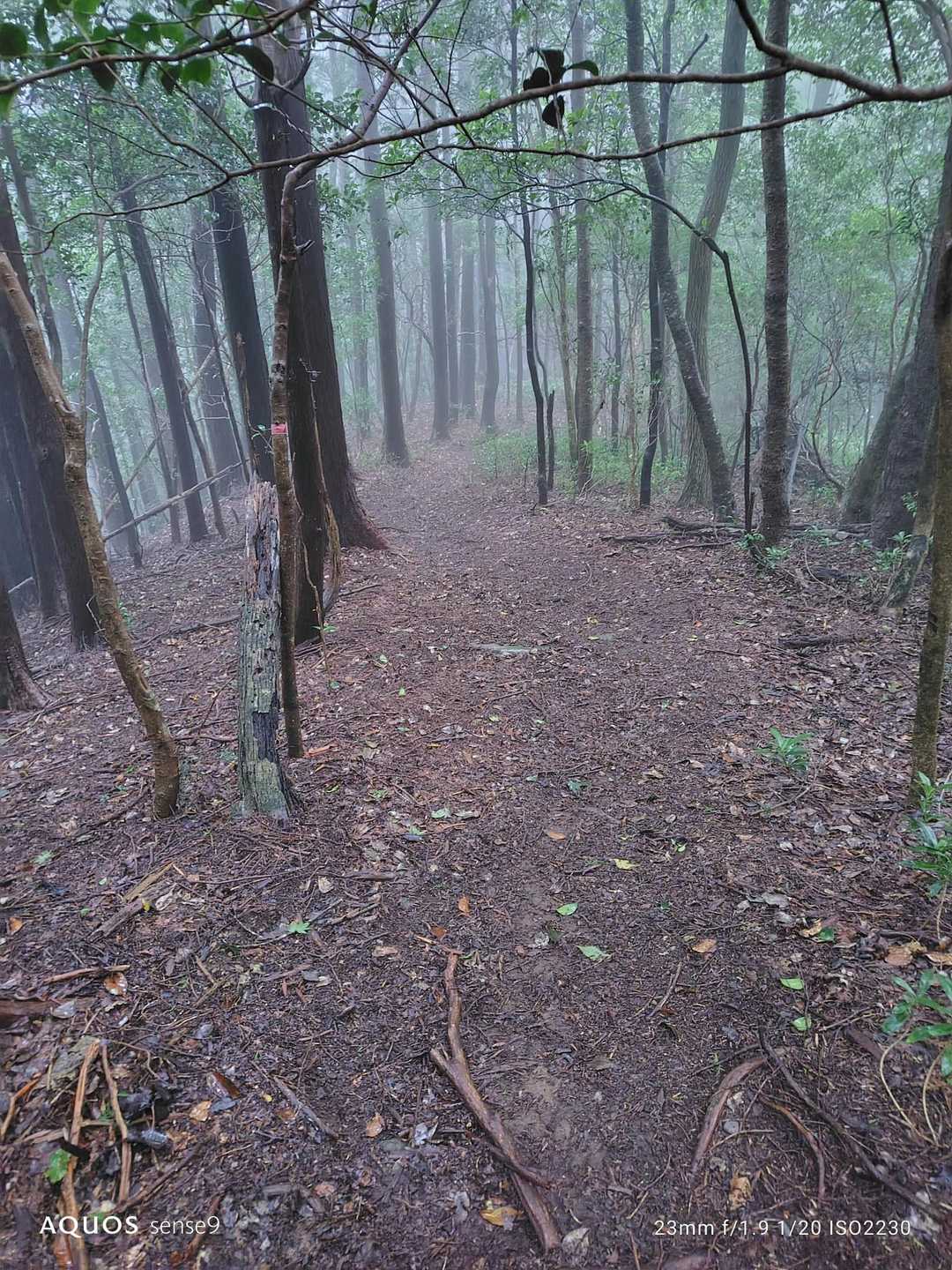 小鈴山-酒呑童子山-ハナグロ山 周回コースの写真