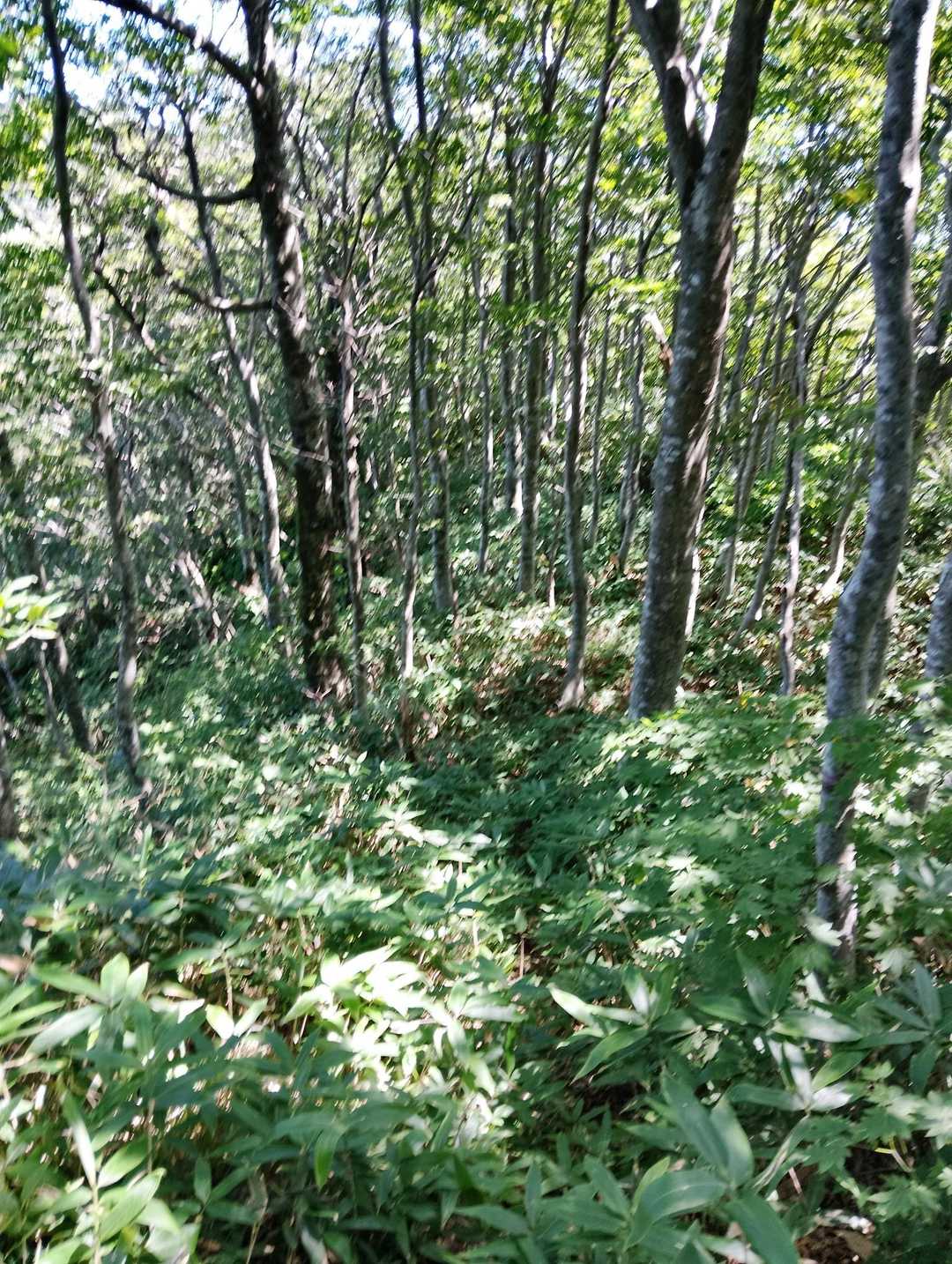 あとはもう慣れてしまったディープな藪漕ぎを物ともせず突き進んだ🚶