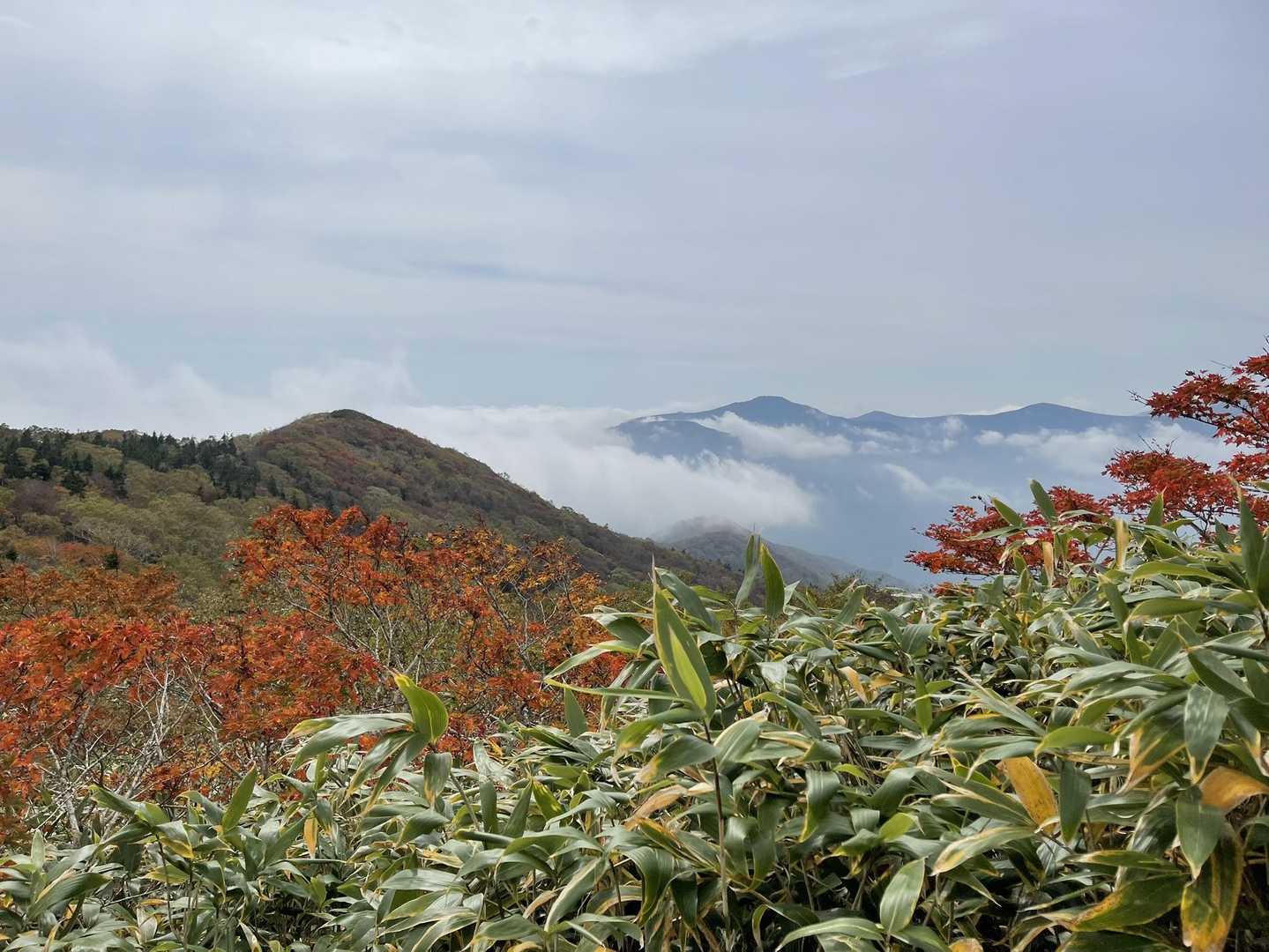 紅葉の向こうの山には雲海。