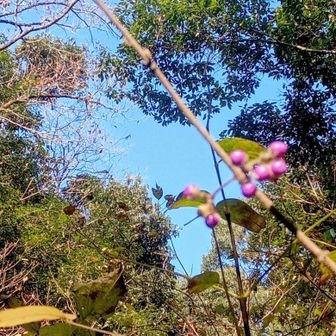 ムラサキシキブと青空