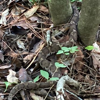 あっ🐍マムシ