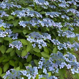 大きな株の紫陽花が綺麗でした