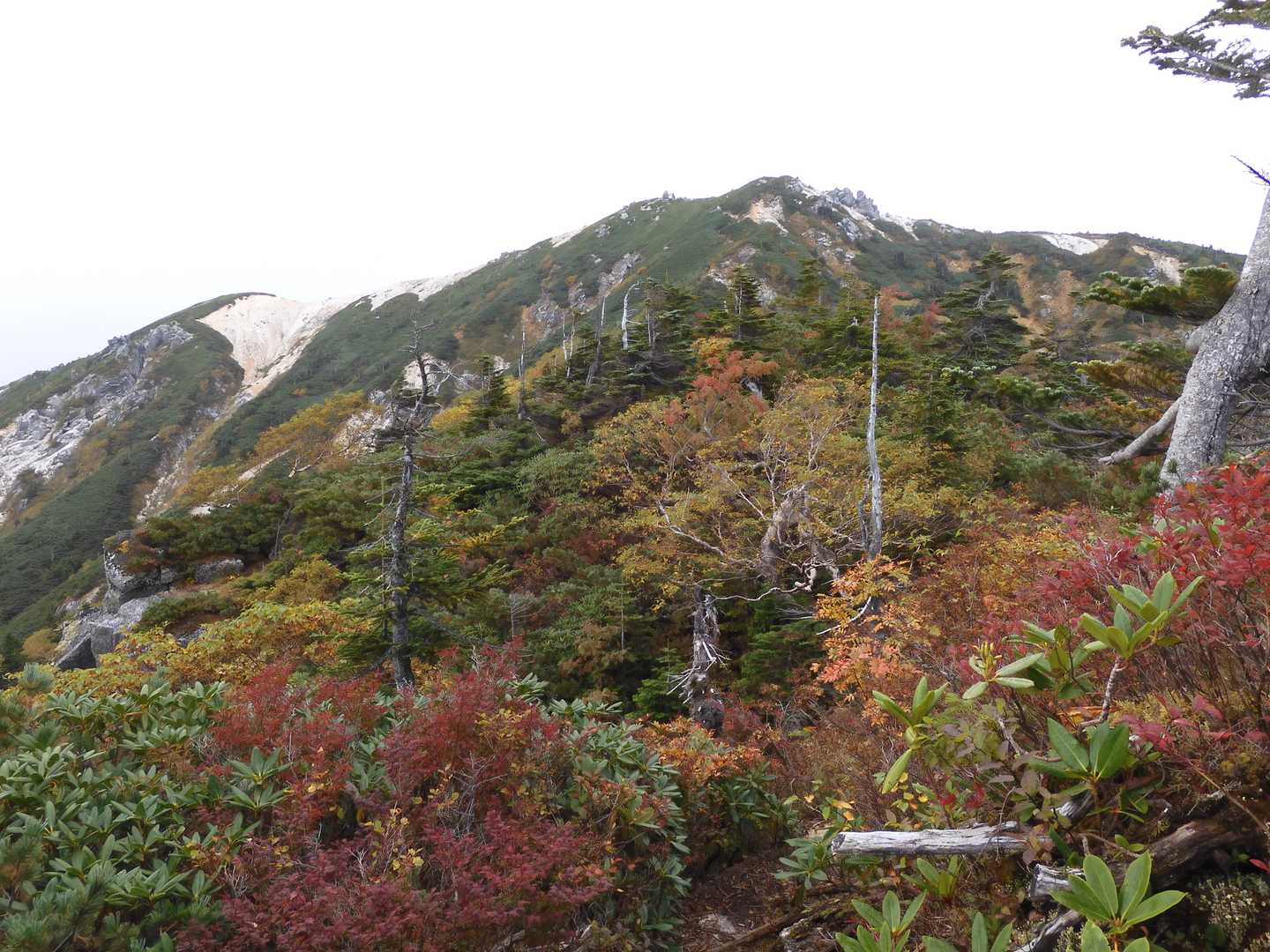 ゲート-伊奈川ダム登山口-越百山 往復コースの写真