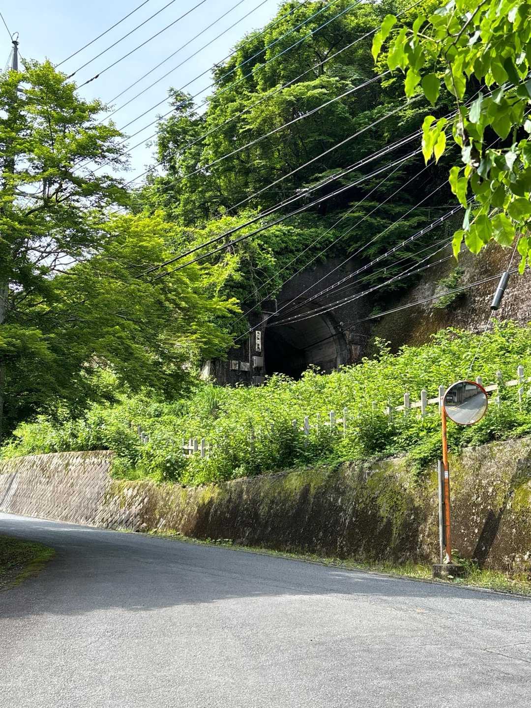 電車のトンネルが緑に覆われている
