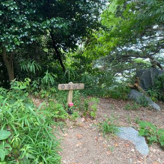 白岳。
以前来た時はここに登り上がった。
カノコソウがたくさん咲く山。🤍🌿