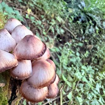 🍄‍🟫