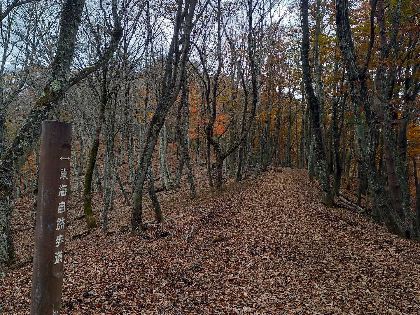 🍂道