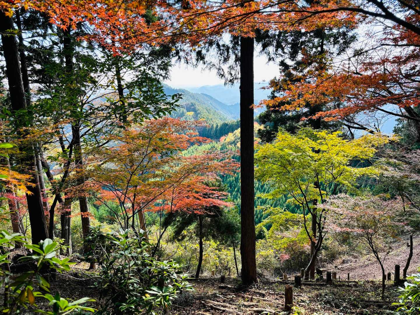 こっちの紅葉もいい感じです🍁