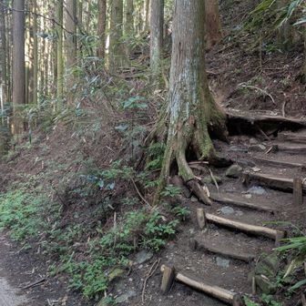 ここが正規の登り口、この先にあんな綺麗な道があるのはわからないね。