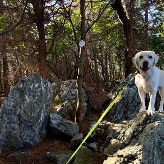 市之瀬最高点

岩があれば乗る🐶