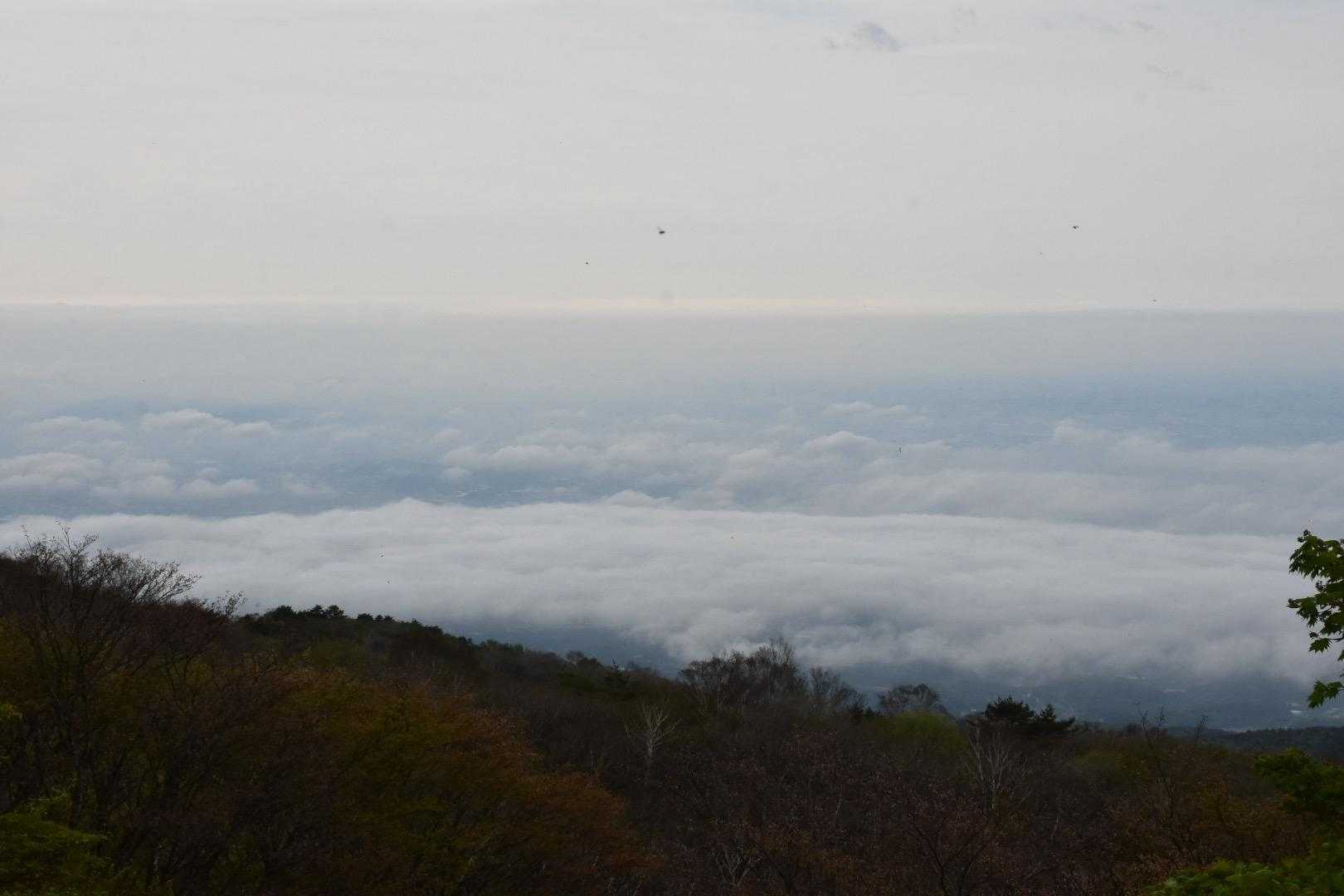 荒山・鍋割山周回 | 満開のツツジのトンネルを抜け、大パノラマの稜線歩きへの写真