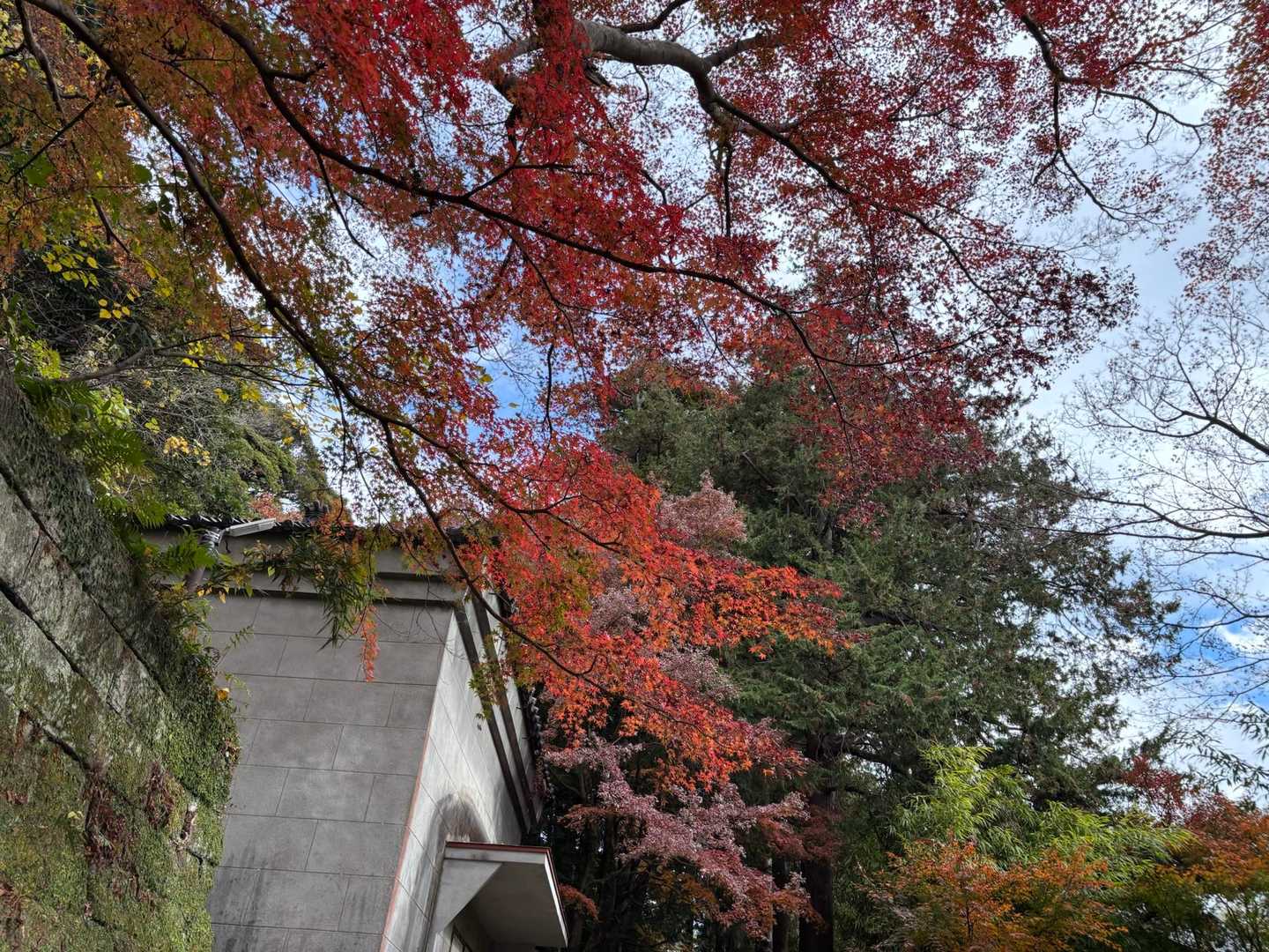 ここも🍁