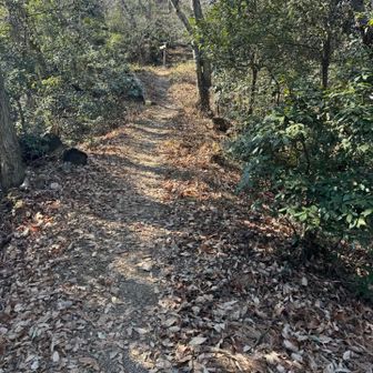 好きな道は鼻歌♪( ´θ｀)ノ🎶