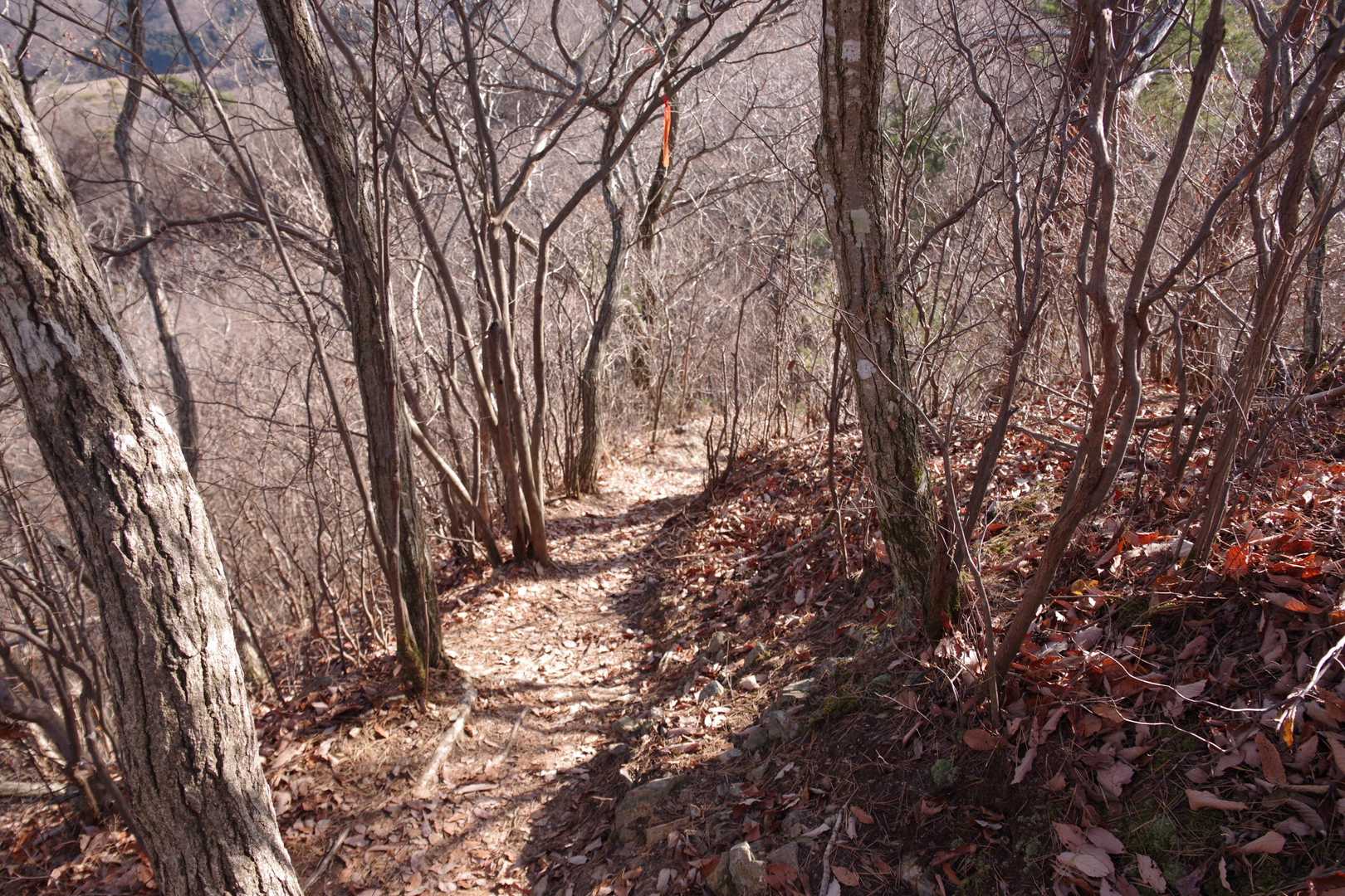 大川戸登山口-御嶽山 周回コースの写真