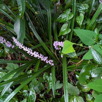ヤブラン（花）野草としては初めて見た。