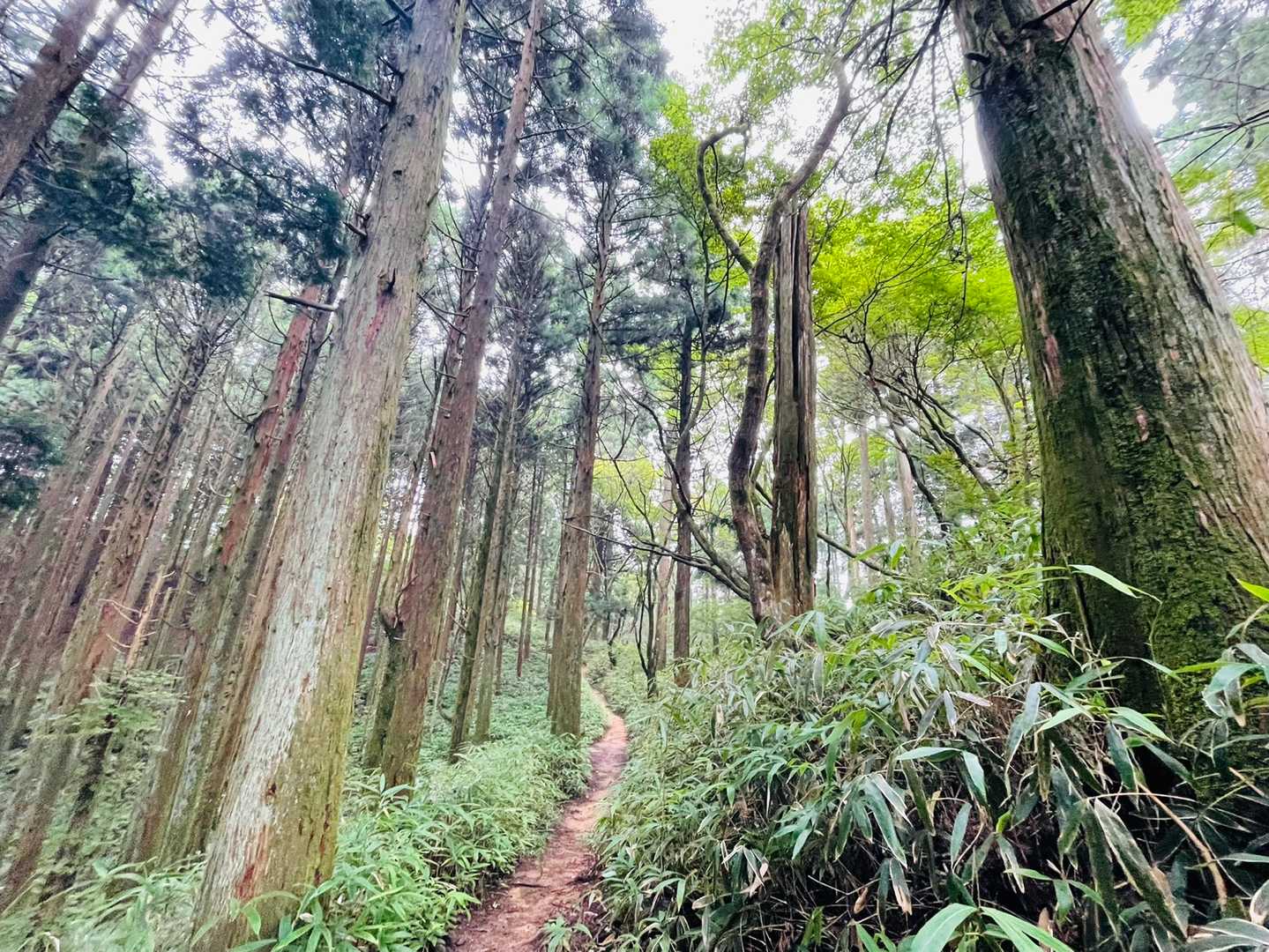 雨降りそで降らなかった🌂
ちょいガスってる金剛山⛰
