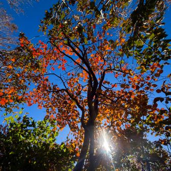 最高ですね🍁赤色、黄色、緑色、オレンジ色、茶色と様々🌳🍁