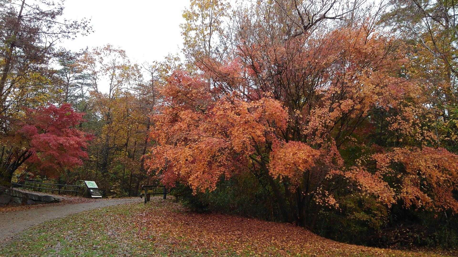 紅葉🍁見頃です