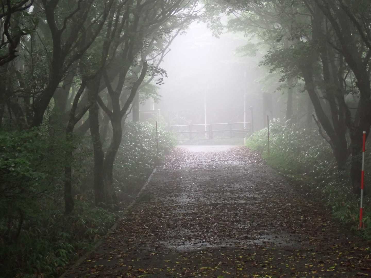 矢筈峠 往復コースの写真
