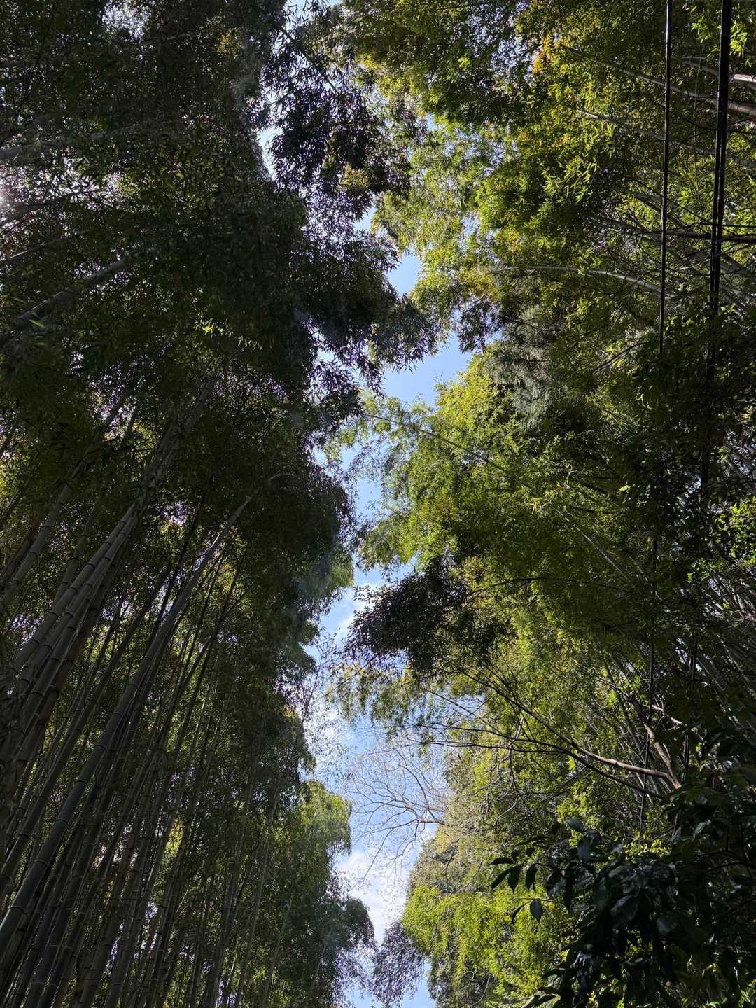 八菅いこいの森入口-やなみ峠-鳶尾山 往復コースの写真