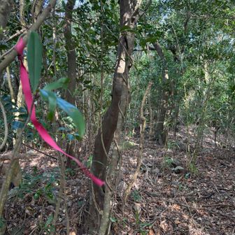 山頂エリアに入る