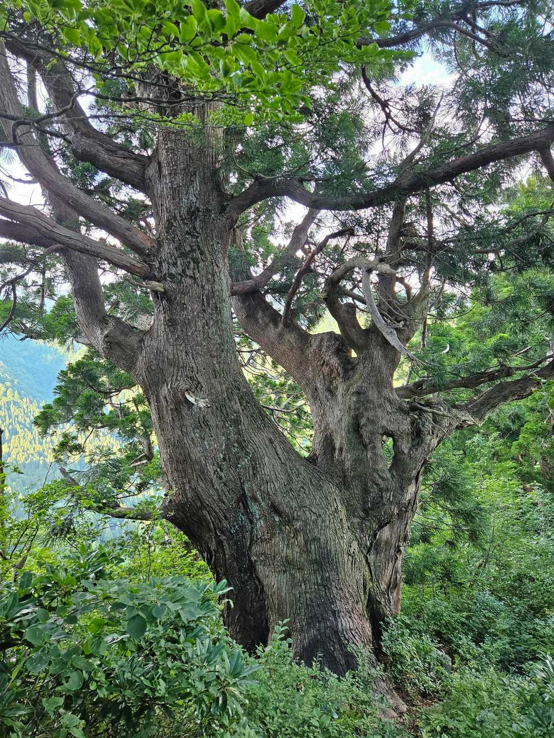 杉の巨木
なんて立派なんだ