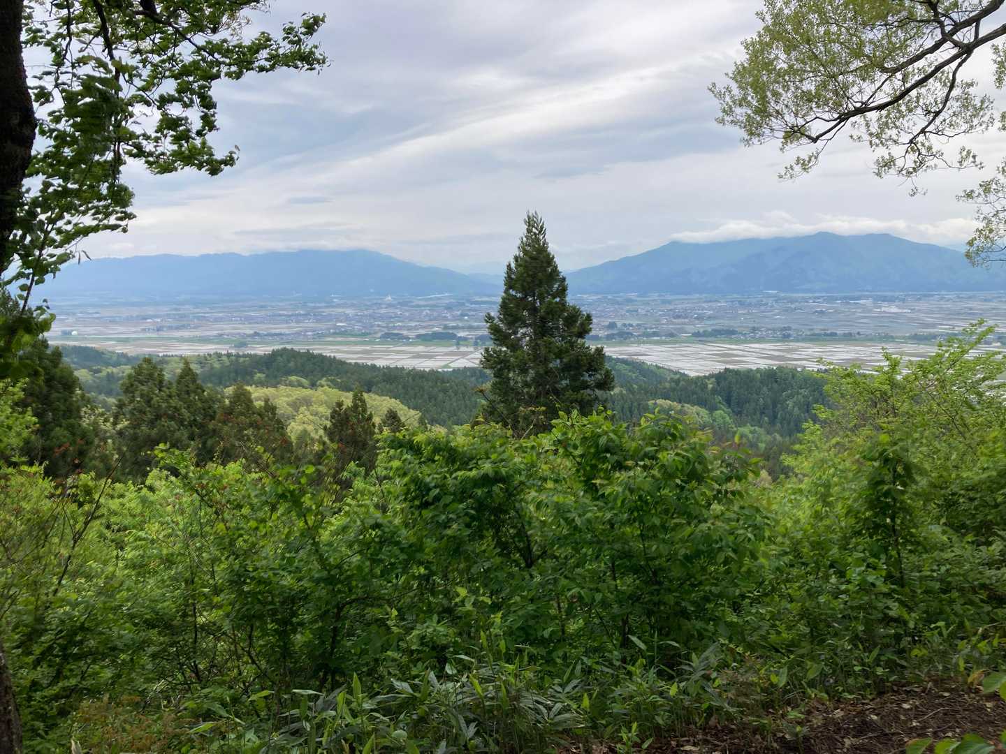 中央の木が五頭連峰と菅名連峰を分ける