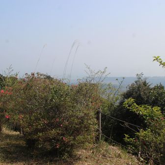 立木が大きくなり遠くは見えにくい