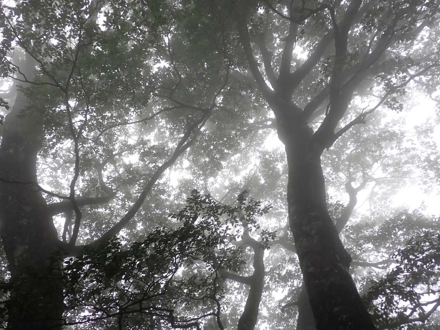 なら