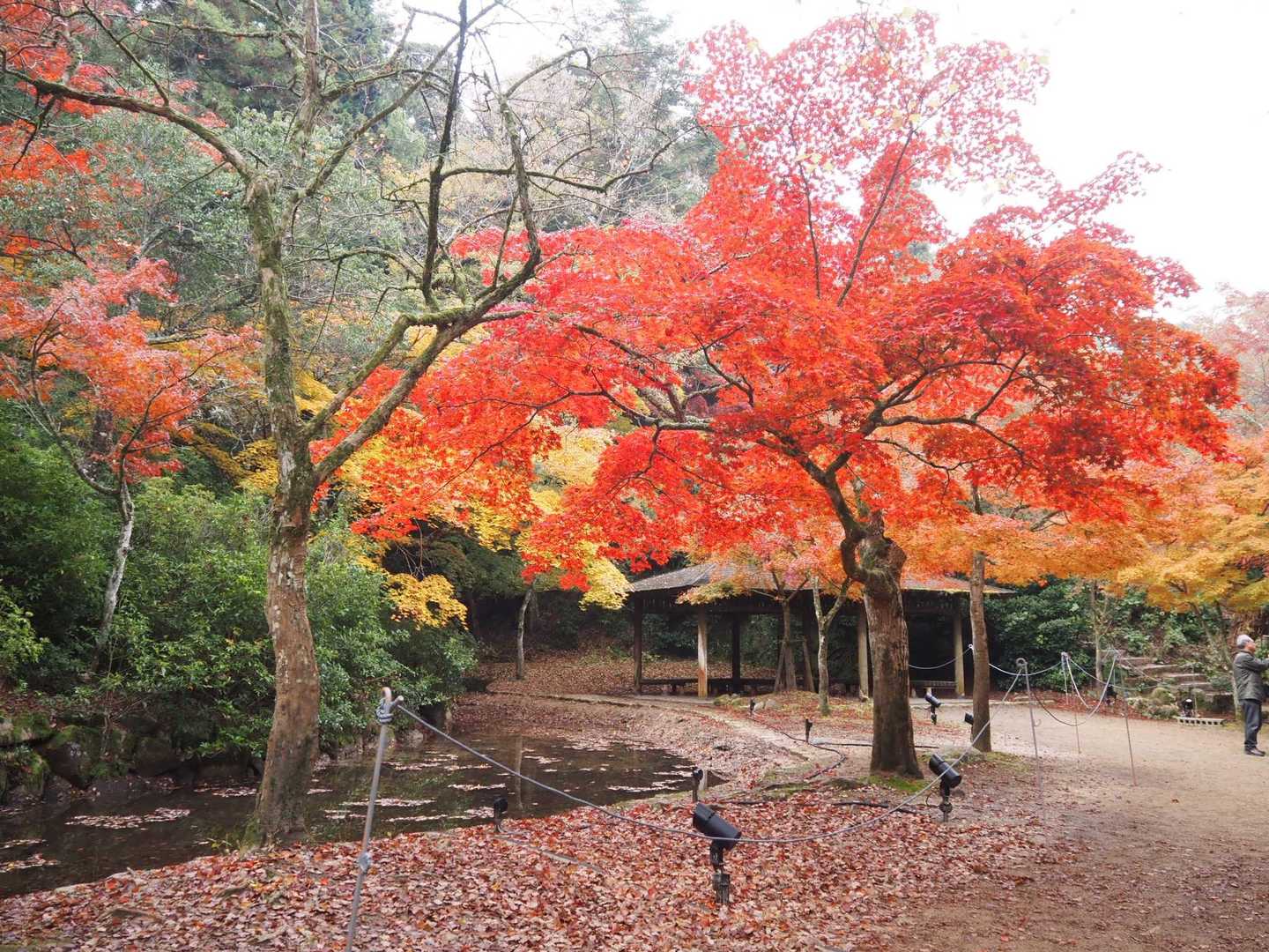 しばらく🍁もみじを愛でながら歩きます