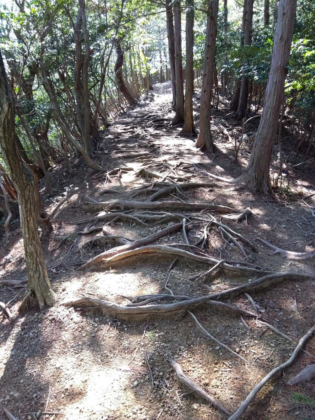 羽沢-鎌知土-田代越-飯盛山 周回コースの写真