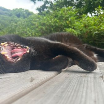 いつも同じ場所でリラックスくろちゃん