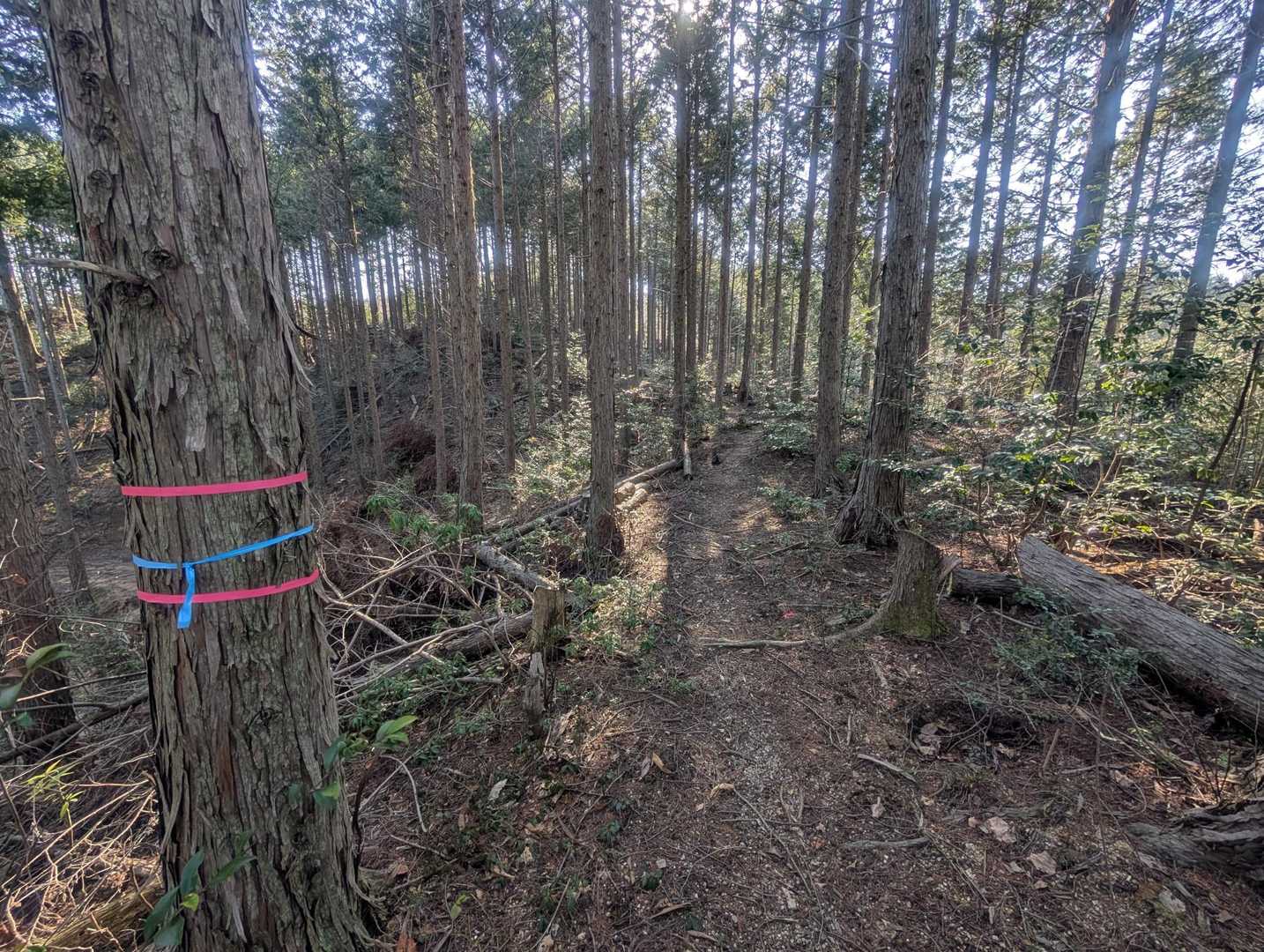 韮草山 往復コースの写真