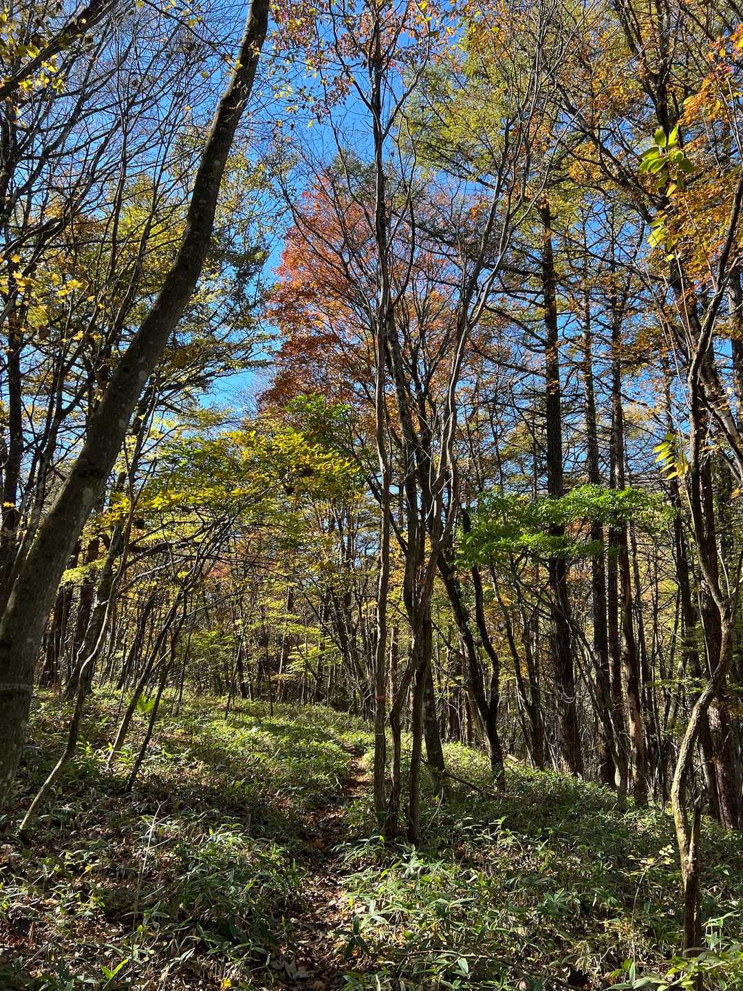 木漏れ日を浴びながら紅葉🍁の森を進む