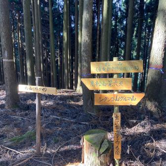 またピーク
別名いるか…