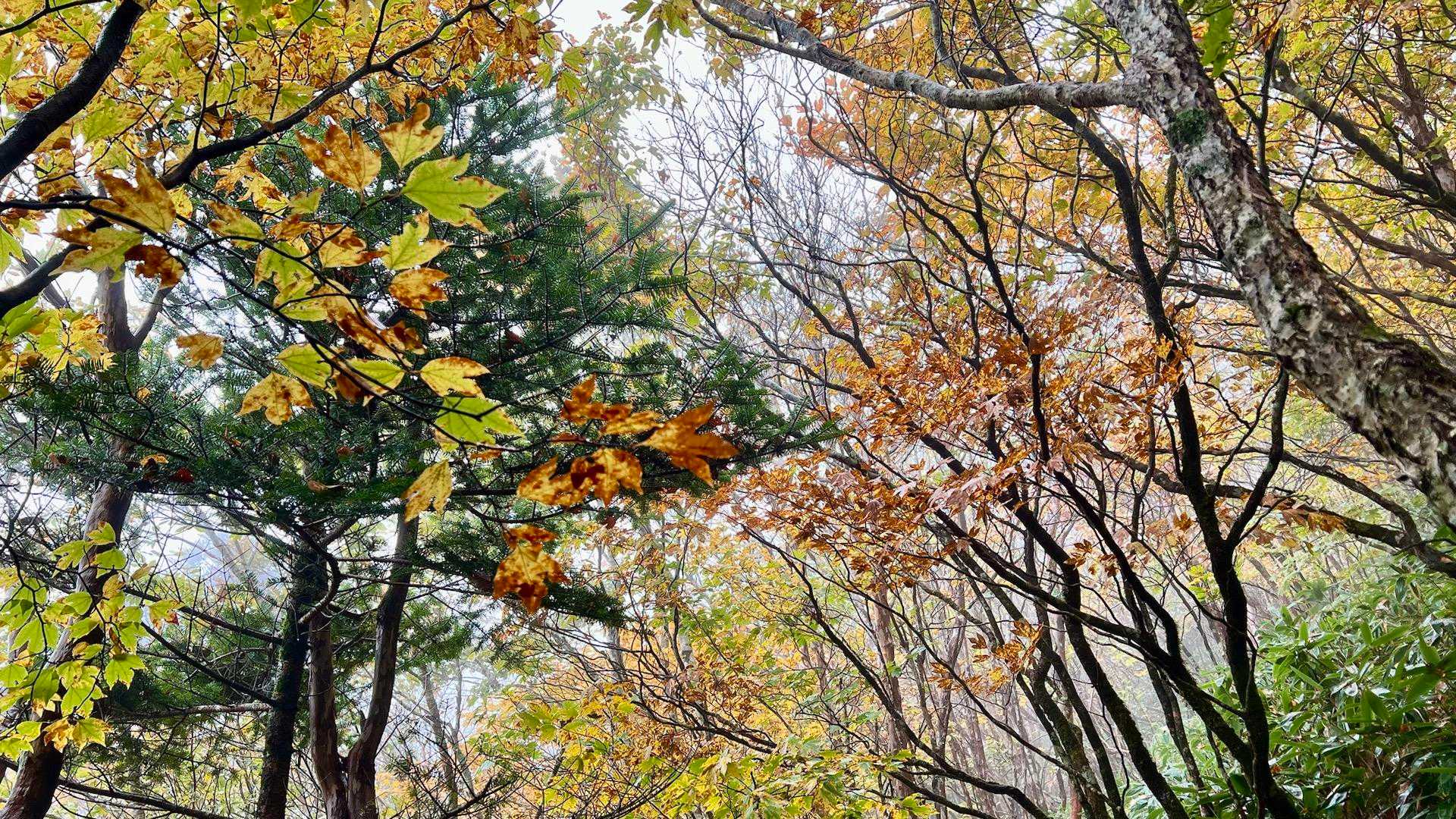旧寒風山トンネル南口-桑瀬峠-寒風山 往復コースの写真