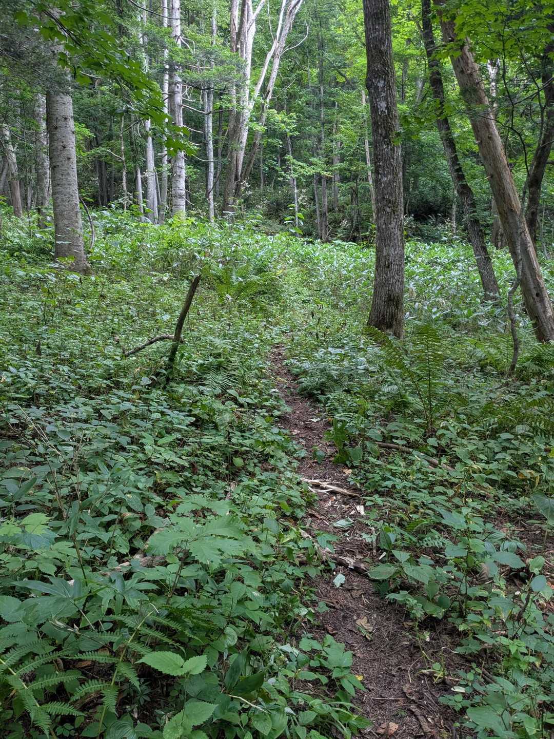 朝日岳登山口-朝日岳-豊林荘コース登山口 縦走コースの写真