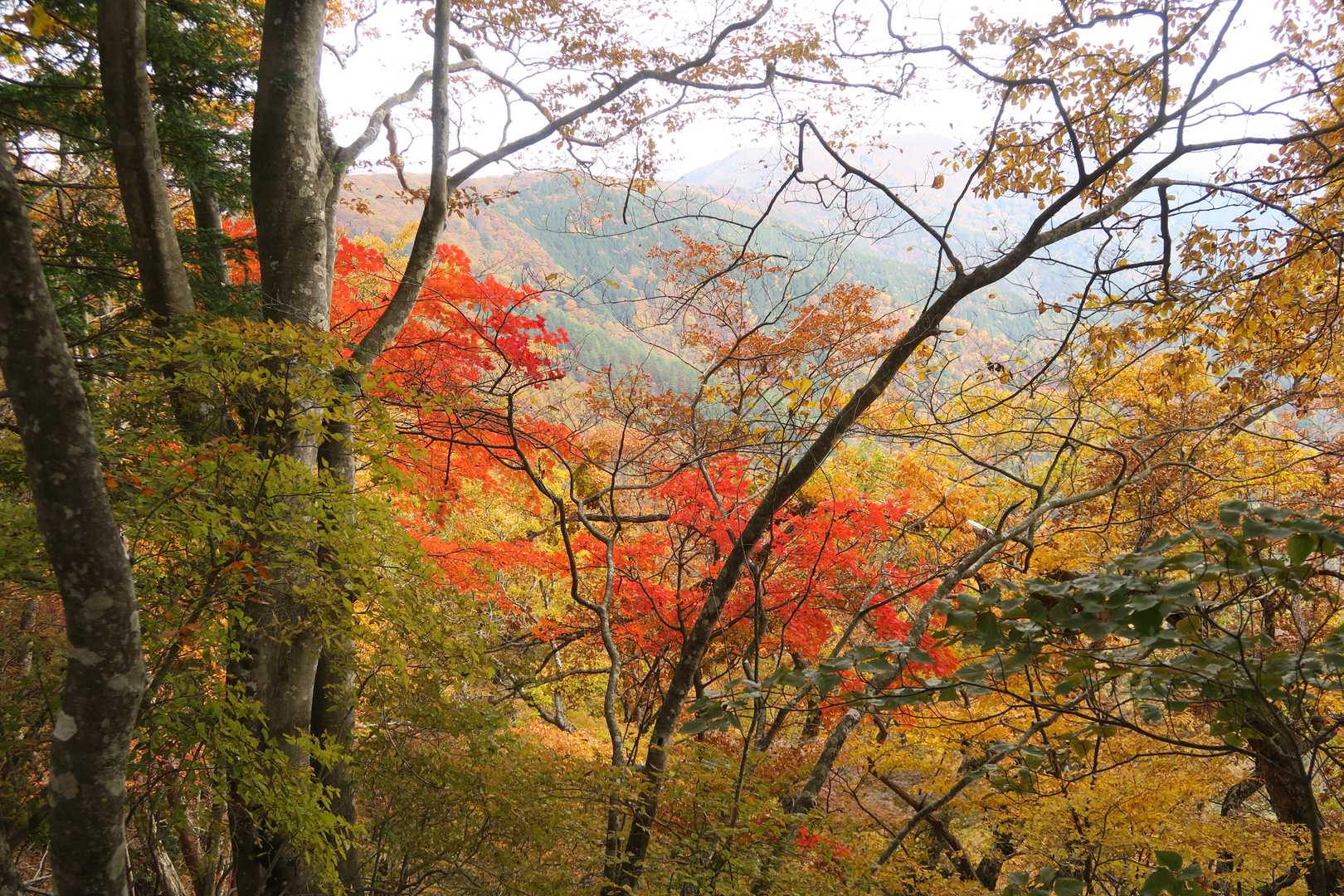 小屋平バス停-石丸峠-榧ノ尾山 縦走コースの写真