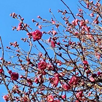 すると今度は紅い八重寒紅（やえかんこう）がシニアの目を釘付けに😍
予想に反して既に幾本かの木々に美しい梅の花が咲き誇っていました❣️
ブラボー🌸
