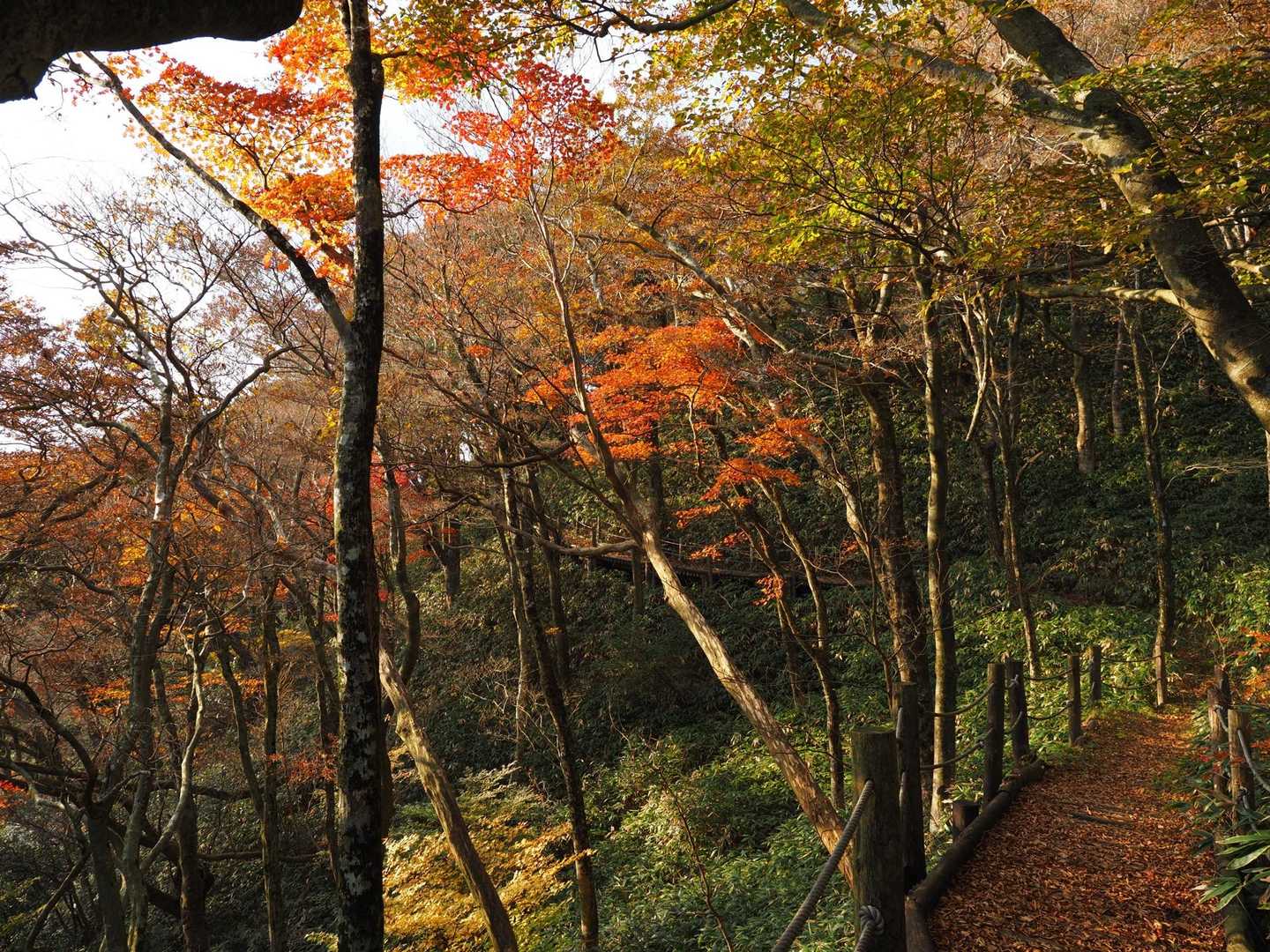紅葉の時期は西陽がいい仕事してくれるのよ
