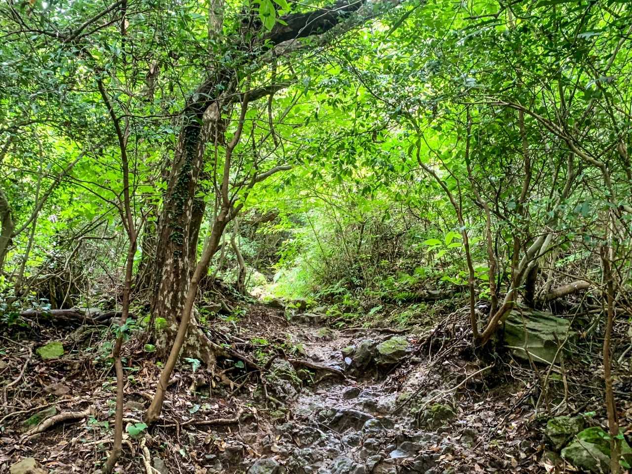 金峰山登山口-金峰山 往復コースの写真