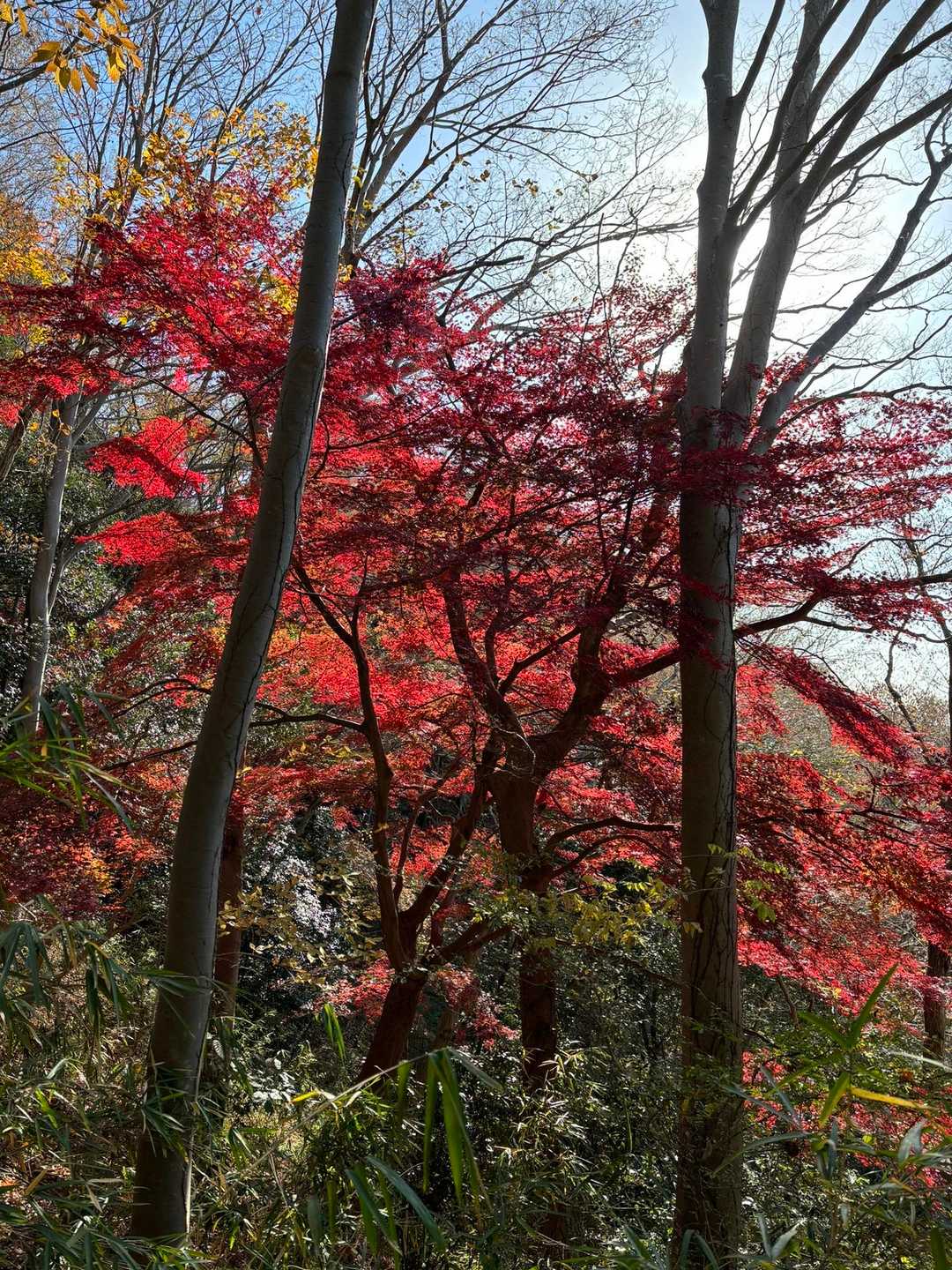権現山-弘法山 往復コースの写真