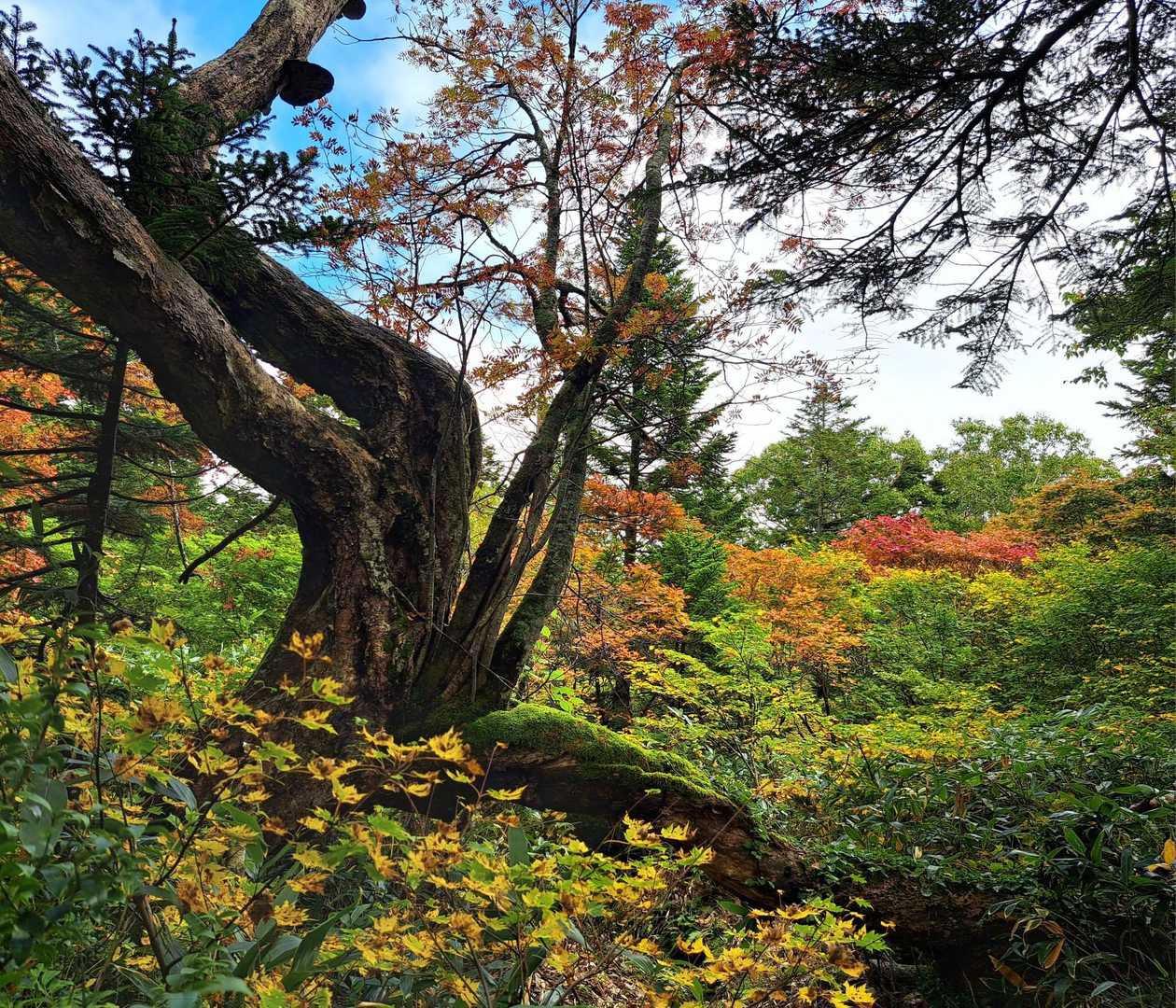 森の中の素敵な景色✨🍂😍