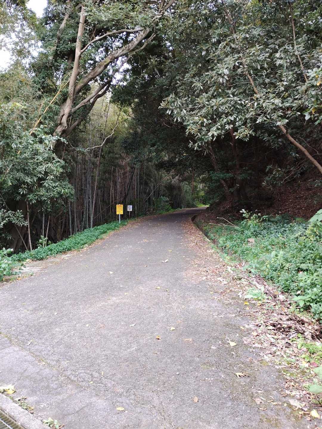 歩き始めは舗装路