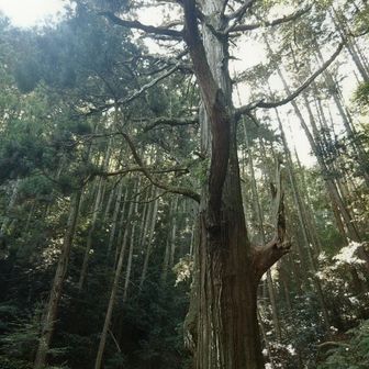 立派です