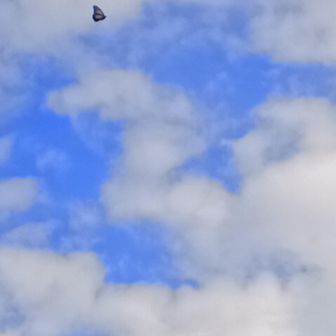 渾身の一枚　アサギマダラ🦋と青空💙